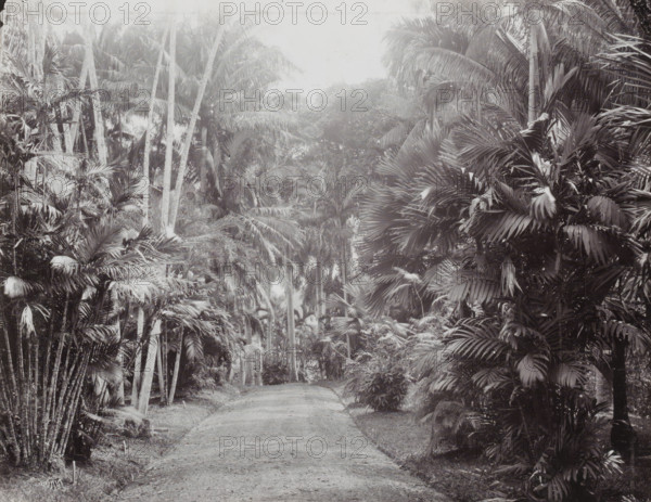 Avenue in the National Botanical Garden in Buitenzorg, Botanical Garden, Buitenzorg., album page, photograph, Part of Album with photos of Batavia and of the Ursuline sisters., National Botanical Garden, c. 1890 - c. 1910, photographer, Java, Buitenzorg (West Java), West Java, paper, pasteboard, daylight collodion silver print, height 195 mm x width 246 mm, botanic garden, 'hortus botanicus', A narrow dirt path curves gently through a dense scene of tall palms and broad-leafed tropical plants, with slender trunks rising vertically and layered fronds creating a textured canopy that filters light; clusters of fan-shaped leaves and feathery palm fronds fill both sides of the path, overlapping at various heights, while understory foliage and low shrubs grow close to the ground near the path edges, and the overall image appears in muted monochrome with subtle variations in tone.