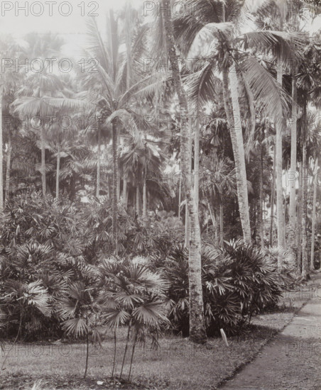 Palms in the National Botanical Garden in Buitenzorg, Botanical Garden, Buitenzorg., album page, photograph, Part of Album with photos of Batavia and of the Ursuline sisters., National Botanical Garden, c. 1890 - c. 1910, photographer, Java, Buitenzorg (West Java), West Java, paper, pasteboard, daylight collodion silver print, height 243 mm x width 198 mm, trees: palm-tree, botanic garden, 'hortus botanicus', A dense cluster of tall palm trees with slender trunks rises from a groundlayer of fan-shaped and spiky-leaved plants, their long fronds overlapping and creating layered foliage; several trunks show textured bark and mossy patches, and some palms display large arching leaves with visible ribs and hanging fruit near the tops; the understory consists of compact shrubs with radiating leaves, while a narrow dirt path runs along the right edge bordered by grass and occasional small seedlings, all shown in a monochrome palette.