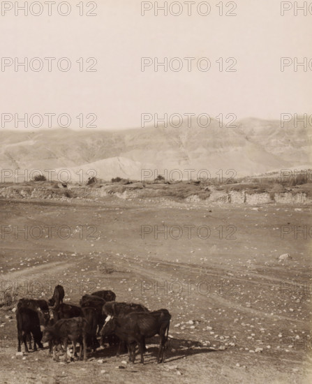 View of Jericho from the plain, the Jordan Hotel on the left, children with a flock in the foreground, Vue générale de Jéricho, prise de la plaine.- General view of Jericho taken from the plain., photograph, Part of Travel Album with photos of Jerusalem and other biblical places., negative number: '906', photographer: Maison Bonfils, Jericho, c. 1867 - c. 1895, Palestine, West Bank, pasteboard, paper, albumen print, height 220 mm x width 282 mm, herding, herdsman, herdswoman, shepherd, shepherdess, cowherd, plain, hotel, hostelry, inn, A sepia-toned landscape showing a dry, rocky plain in the foreground with a small herd of dark-colored cattle clustered near the bottom edge, a low stone wall and patches of low vegetation running horizontally across the middle ground, and rolling, textured hills rising in the background beneath a pale, empty sky.