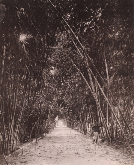 Bamboo avenue in the Jardin d'Essai du Hamma in Algiers, Allée des Bambous au Jardin d'Essai, photomechanical print, number: '153', photographer: Alexandre Leroux, Algiers, cliché maker: anonymous, c. 1875 - c. 1900, North Africa, pasteboard, paper, collotype, photoprint, height 317 mm x width 247 mm, forest path or lane, trees, Botanical Garden Hamma, A long dirt path stretches into the distance beneath a dense tunnel of tall, leaning bamboo stalks whose slender trunks and clustered leaves form a shaded arch overhead, with scattered light filtering through gaps in the foliage and fallen leaves and small debris dotting the ground; a person stands near the right edge of the path facing toward the bamboo, wearing a knee-length skirt and a jacket and resting one arm against a bamboo stalk while the surrounding bamboo grove rises steeply on both sides creating a narrow, enclosed corridor.