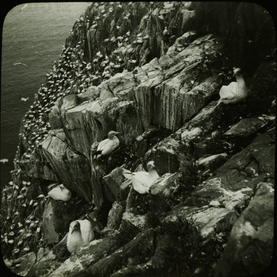 Colony of breeding seabirds on a rocky coast, stereoscopic photograph, number: '6', 1856 - 1890, photographer, inorganic material, glass, paper, slide, height 85 mm x width 170 mm, rocky coast, water-birds (brooding, hatching), A steep rocky cliff face beside a body of water populated by many seabirds perched and sitting on ledges, with textured vertical rock strata and patches of grass; several larger white birds with pale bodies and dark-tipped wings are visible on foreground ledges, while dense groups of smaller white birds cluster on distant rock shelves, and a few birds are in flight above the water.
