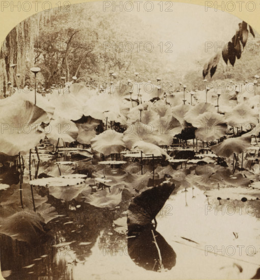 The Lotus of the Nile, Egypt, Los Lotos del Nilo, Égipto, Blooming lotuses in the water of the Nile, stereograph, Nile, publisher: Charles Bierstadt, Niagara Falls (North America), publisher: Underwood and Underwood, New York (city) (possibly), 1881 - 1903, photographer, North America, pasteboard, paper, albumen print, height 88 mm x width 178 mm, flowers: lotus, A sepia-toned scene of a pond filled with large rounded leaves and tall thin seed pods rising above them, with many leaves floating on the water surface and reflections visible; a person holding an umbrella is partially visible near the lower center, their umbrella reflected in the water; trees and foliage form a textured backdrop at the top of the image.