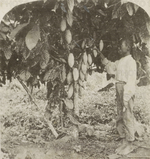 Picking Cocoa, Jamaica, Picker and cocoa tree in Jamaica, photomechanical print, stereograph, number: '60 ?', inscription: 'cacao.', inscription: 'P. 26.', cliché maker: anonymous, 1879 - 1910, photographer, paper, pasteboard, collotype, photoprint, height 89 mm x width 178 mm, picking fruit, A monochrome photograph showing a person standing barefoot next to a tree with large oval fruits hanging from its branches and broad textured leaves; the person faces the tree and wears a loose long-sleeved shirt and rolled trousers, with one hand raised toward the fruit; the ground is covered with leaves and vegetation and the scene is framed by dense foliage.