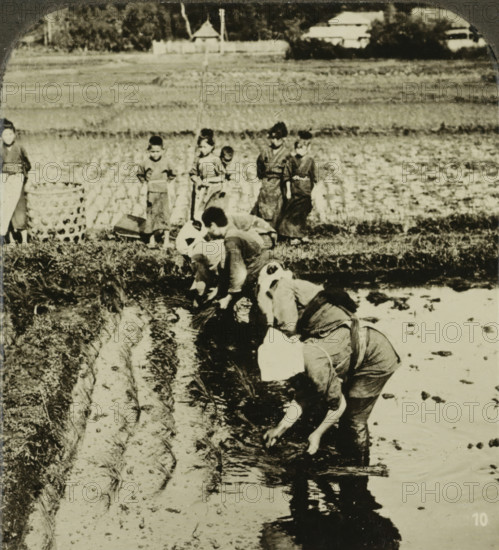 Field workers planting rice, Anpflanzung von Reis, Japan, stereograph, retailer's mark: 'MERKELBACH & Co., AMSTERDAM.', number: '413', stamp: 'MJ Broekhuijsen', number: 'Nr. 10.', publisher: Neue Photographische Gesellschaft, Steglitz, 1909 - 1920, Neue Photographische Gesellschaft, photographer, publisher, paper, pasteboard, baryta paper, gelatin silver print, developing gelatin silver print, height 90 mm x width 179 mm, cultivated land, cereal, grain, corn (grass with grains, grown for food, eg: wheat, rice, rye, oats, maize, buckwheat, millet), A sepia-toned photograph showing people working in a wet, muddy field with rows of young plants and shallow water channels; several figures are bent over near the foreground, wearing simple clothing and head coverings, their hands in the water as they tend the plants, while additional standing figures in similar attire are visible further back along the edge of the field; in the distant background there are low buildings and a fence partially...