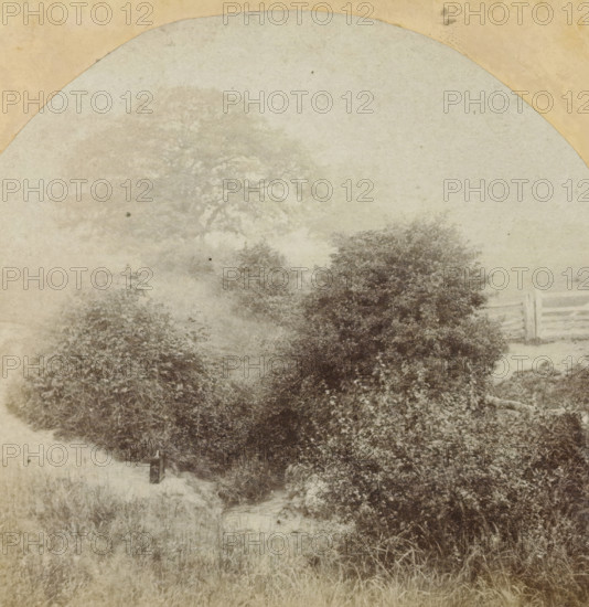 In Prestbury Park near Cheltenham, Prestbury Park near Cheltenham, England, stereograph, inscription: 'Oxymel process, From Baynham Jones, Sxg, Selkirk Villa, Cheltenham', photographer: Baynham Jones, Cheltenham, 1860, Gloucestershire, pasteboard, paper, albumen print, height 83 mm x width 173 mm, park, A faded, rounded vignette shows dense, leafy bushes and tall grasses in muted sepia tones, with a faint outline of larger trees in the background and a partial wooden fence visible among the foliage; the foreground contains a narrow grassy path and a small dark post near the edge, while the top edge has a pale, textured border.
