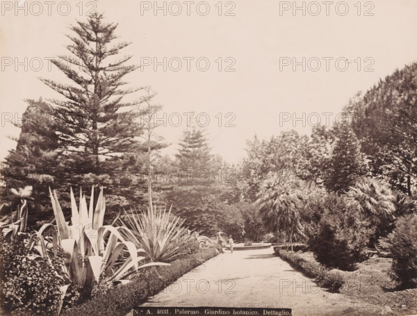 Path through the botanical garden of Palermo with a flowering agave on the left, Italy, Giardino botanico. Dettaglio, Palermo, photograph, number: 'No. A. 4031.', 1851 - 1900, photographer, Sicily, pasteboard, paper, albumen print, height 308 mm x width 382 mm, botanic garden, 'hortus botanicus', Orto botanico di Palermo, A wide garden path bordered by low hedges leads toward a circular fountain set among dense vegetation, with a person sitting on the fountain edge; large spiky agave plants occupy the foreground at the left and center, while tall coniferous trees and various palms and shrubs fill the background on both sides under a pale sky.