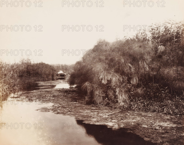 Il Fiume Anapo e il papiro (Siracusa), Rowing boat on the river Anapo near Syracuse, Italy, photograph, number: 'No. 1579', inscription: 'Siracuse', photographer: Giorgio Sommer, Syracuse (city), 1857 - 1914, Sicily, pasteboard, paper, albumen print, height 309 mm x width 382 mm, rowing-boat, canoe, river, plants, vegetation, A narrow waterway bordered by dense clumps of tall, grasslike plants with long, thin leaves, a small wooden boat partly visible near the center left with a light-colored cloth or covering draped over its bow, muddy shoreline and shallow water in the foreground reflecting the sky, and a mostly clear, pale sky filling the upper portion of the image.