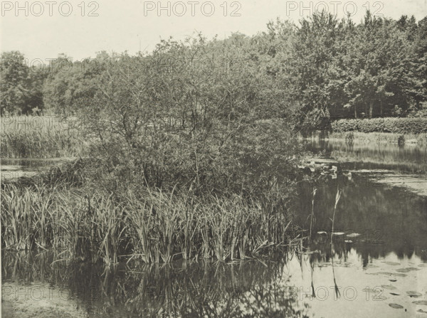 Plants at Lake Commelles, Étang de Commelles, photomechanical print, photographer: José Dubouloz, Lakes of Commelles, cliché maker: Fillon & Heuse, printer (person): Charles Wittmann, Paris, c. 1891 - in or before 1896, printer (person), paper, photoaquatint, height 142 mm x width 187 mm, lake, shrubs, A grayscale scene of a calm pond bordered by tall grasses and dense, leafed bushes, with a large tangled shrub occupying the middle foreground and reflecting in the water, a tree line in the background behind a low hedge, scattered floating pads on the pond surface, and slender reeds rising near the water's edge.