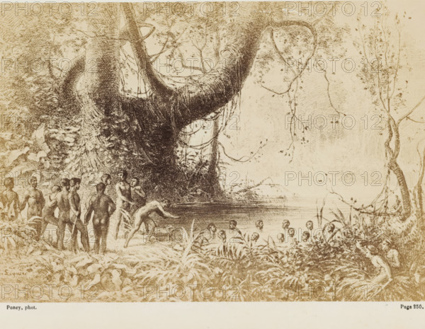 Ces grosses têtes noires surnageaient seules, graves, silencieuces..., Photo reproduction of a drawing of swimming native inhabitants of Australia, photograph, reproduction, page, inscription: 'Page 250.', photographer: François Poncy, after drawing by Gabriel Liquier, c. 1863 - in or before 1868, paper, albumen print, height 117 mm x width 169 mm, Photo on unnumbered page after page 250., swimming (movement in water), Australian and Oceanian races, Australia, A sepia-toned etching showing a dense jungle scene with large, twisting tree trunks and hanging vines dominating the center and right side, foliage and undergrowth filling the foreground, and a body of water near the middle. Groups of nude human figures appear along the left shoreline and in the shallow water, some standing on the bank, some wading, and several mostly submerged with only heads visible. On the left, a cluster of standing figures is arranged near the trees, and a few figures bend or crouch at the water’s edge. The ...