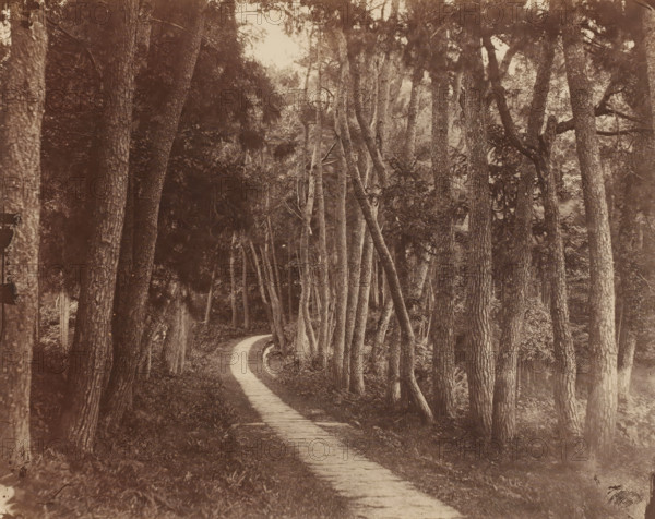 View of a forest path in China, photograph, annotation: 'China 1860s, A22', China, 1860 - 1870, photographer, paper, pasteboard, albumen print, height 345 mm x width 480 mm, forest path or lane, A narrow winding boardwalk path runs through a dense forest of tall, straight tree trunks with rough bark; many trunks lean at angles and closely spaced saplings and undergrowth fill the spaces between them. The canopy above shows clusters of needles and branches casting mottled shadows, and the forest floor along the path is covered with low vegetation and leaf litter. The image has a monochrome sepia tone and a soft, slightly faded quality, with darker areas where the foliage is denser and lighter sky glimpses visible through gaps in the trees.