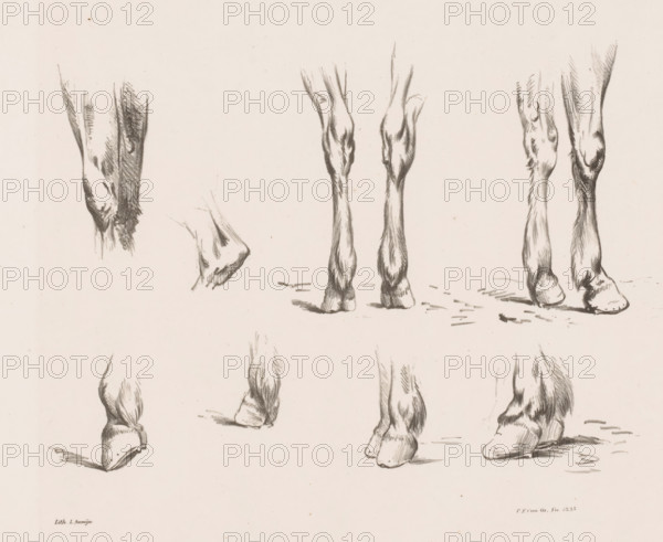 Eight studies of horse legs and hooves, Horse Studies from life, print, Series number, 2, 10, Part of a cover with a series of ten horse studies., printmaker: Pieter Frederik van Os, printer (person): L. Samijn, Amsterdam, publisher: Buffa & Co, Gebroeders, 1835, printer (person), paper, lithography, lithografie, height 260 mm x width 350 mm, horse, animals (limbs of an animal), A cream-colored sheet with multiple charcoal sketches of lower limbs and hooves arranged across the page, showing various angles and positions; the drawings feature long, slender legs with visible muscle and hair texture, shaded strokes indicating contours, and rounded hooves resting on lightly suggested ground; some sketches show paired legs side by side while others depict single legs or partial views; the overall tone is monochrome with soft smudging and fine linework.