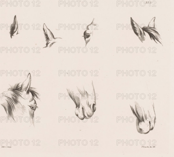 Eight studies of a horse's head, Horse Studies from life, print, Series number, 3, 10, Part of a cover with a series of ten horse studies., printmaker: Pieter Frederik van Os, after design by Pieter Frederik van Os, printer (person): L. Samijn, Amsterdam, publisher: Buffa & Co, Gebroeders, 1835, Pieter Frederik van Os, L. Samijn, Buffa & Co, printer (person), publisher, paper, lithography, lithografie, height 255 mm x width 351 mm, horse, animals (head of an animal), A pale background with several detailed charcoal sketches of a horse's head and facial features, including ears, eyes, a muzzle, and mane fragments, arranged across the page with visible pencil shading and soft smudging.