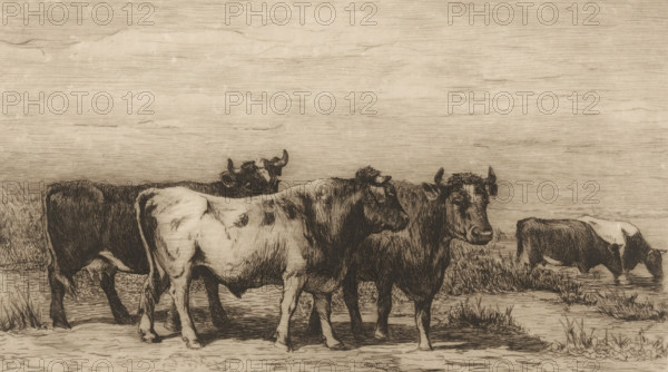 Landscape with cattle (original title), print, printmaker: Philip Zilcken, after design by Johannes Hubertus Leonardus de Haas, 1867 - 1890, paper, etching, drypoint, intaglio printmaking technique, height 183 mm x width 240 mm, bovine cattle, A monochrome sketch of a group of cows standing and grazing along a grassy, marshy shoreline, with textured sky above; the animals are shown in profile and three-quarter views, with visible horns, ears, and varied shading indicating fur patterns, and one cow with its head lowered to drink from the water while others stand on the muddy ground near clumps of grass.
