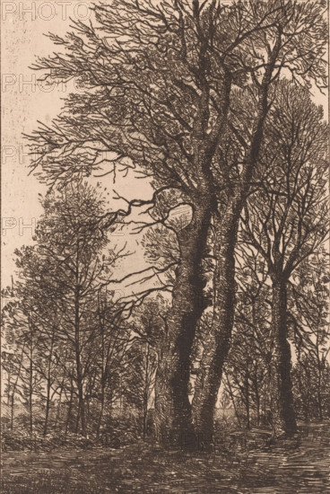 Group of trees, print, printmaker: Emile de Baré (signed by artist), 1865 - 1902, paper, etching, drypoint, intaglio printmaking technique, height 276 mm x width 188 mm, forest, wood, A sepia-toned etching of tall, leafless trees with intricate branching filling the frame, the largest trunks occupying the center and right foreground and showing textured bark, while thinner trunks and dense networks of twigs and smaller branches recede into the background, creating layered silhouettes; the sky appears as a lighter, unmarked area behind the branches, and the ground at the bottom shows horizontal etched lines and subtle undergrowth.