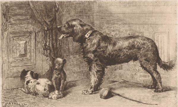 Three dogs waiting by a door, print, printmaker: Charles Hubert Denis Boland, printer (person): F. Michiels, Antwerp, 1884, printer (person), paper, etching, drypoint, intaglio printmaking technique, height 202 mm x width 279 mm, dog, A detailed sepia-toned etching shows three dogs in an interior space with wooden paneled walls and heavy drapery. A large, long-haired dog stands facing left with its tongue out, wearing a studded collar and showing textured fur and a raised tail. In front of it, a small seated puppy faces forward with a round pendant on its collar and an attentive posture. To the left, a spotted dog lies curled on the floor, its head turned slightly away. A ball on a string lies on the floor near the standing dog's front paws. The scene includes carved wooden panels, a tasselled curtain tieback, and cross-hatched shading that defines the floor and background surfaces.