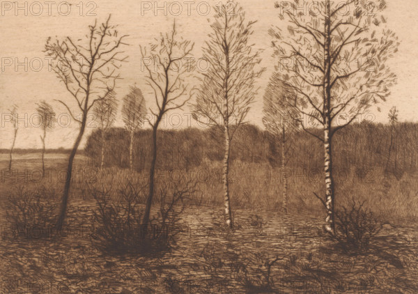 Landscape with birch trees, print, printmaker: Herman Boulenger (signed by artist), 1893, paper, etching, drypoint, intaglio printmaking technique, height 338 mm x width 248 mm, landscapes in the temperate zone, trees: birch, A sepia-toned drawing of a quiet landscape showing a row of tall, slender trees with bare branches and textured trunks standing in front of a dense, darker treeline; the foreground contains low, tangled shrubs and grasses with scratchy, linear shading across a flat ground, and the sky above is lightly textured with faint horizontal marks.
