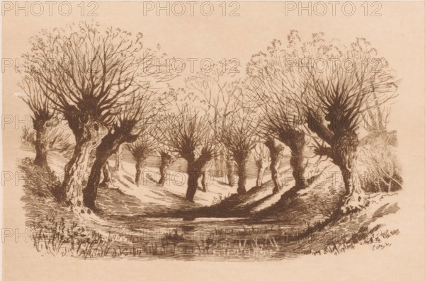 Pollarded willows around a pond, print, mark: 'Antwerpsche Etsers 1880', printmaker: Armand Collard (signed by artist), 1848 - 1909, paper, etching, intaglio printmaking technique, etching with plate tone, height 232 mm x width 315 mm, landscapes, trees: willow, A monochrome ink drawing of a landscape showing a row of leafless, pollarded trees with gnarled trunks and dense clusters of fine branches at their tops, standing along a winding dirt path that leads into the distance; the foreground features textured grass and low vegetation, and the ground has shadowed areas beneath the trees; the trees vary in size and shape with visible knotty bark and hollows, and additional faint trees and brush appear farther back under a plain, light sky.
