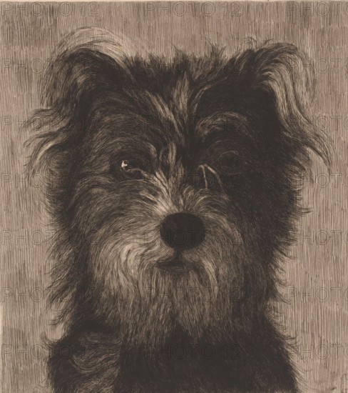 Head of a dog, print, inscription: '3em etat', printmaker: Eugène Cosyns (signed by artist), after design by Auguste Danse, 1872 - 1909, paper, etching, intaglio printmaking technique, etching with plate tone, height 266 mm x width 212 mm, dog, A close-up drawing of a furry animal face filling the frame, rendered in fine, dark crosshatched lines on a light background; the top of the head shows tufted, wavy fur with two ear shapes at the upper corners, and the eyes are set beneath heavy fur with one eye reflecting a small bright spot; a rounded dark nose sits near the center above a subtle mouth, and the fur around the muzzle and cheeks has flowing, curved strokes that create texture and depth against a vertically textured backdrop.