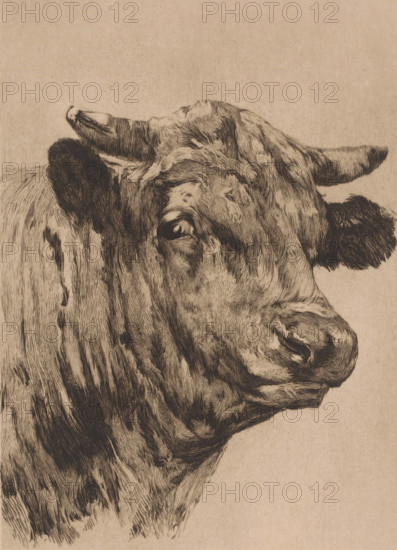 Tête de taureau, Head of a bull, print, annotation: '1e état, tiré à 3 exemplaires', printmaker: Auguste Danse (signed by artist), after design by Alfred Verwee, 1885, paper, etching, drypoint, intaglio printmaking technique, height 359 mm x width 237 mm, bull, A detailed ink drawing of a cow's head and upper neck rendered on a textured beige background, showing one horn curving upward and the other extending outward, a visible ear with dark shading, a prominent eye with surrounding fur lines, a broad muzzle with defined nostrils and whisker marks, and layered short and long strokes indicating the animal's fur and skin folds across the face and neck.