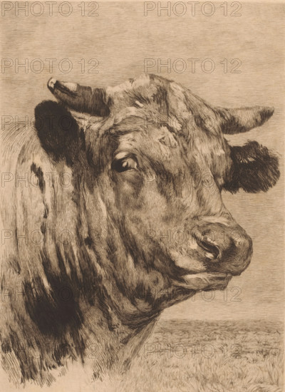 Tête de taureau, Head of a bull, print, annotation: 'dernier état', printmaker: Auguste Danse (signed by artist), after design by Alfred Verwee, 1885, paper, etching, drypoint, intaglio printmaking technique, height 359 mm x width 237 mm, bull, A close-up sepia-toned drawing of a cow's head turned slightly to the side, showing a textured hide with dark and light strokes, a visible eye with detailed shading, a large nose and mouth with pronounced contours, two ears with one appearing darker and more textured, and two horns with one tipped in a lighter tone; the background is filled with fine horizontal lines and a lightly sketched ground beneath the animal.