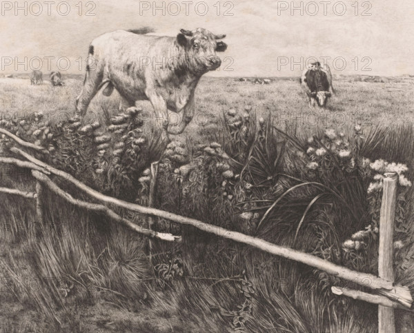 Cows and a bull in the meadow, Les eupatoires, print, annotation: 'dernier état', printmaker: Auguste Danse (signed by artist), after design by Alfred Verwee, 1885, paper, chine collé, etching, drypoint, intaglio printmaking technique, height 271 mm x width 323 mm, bull, A monochrome drawing of a grassy field with a large cow standing near the foreground and another cow grazing farther back, a wooden split-rail fence running diagonally across the front, dense clumps of wildflowers and tall grasses along the fence line, a wheel partially obscured by vegetation, and a wide sky above the distant horizon.