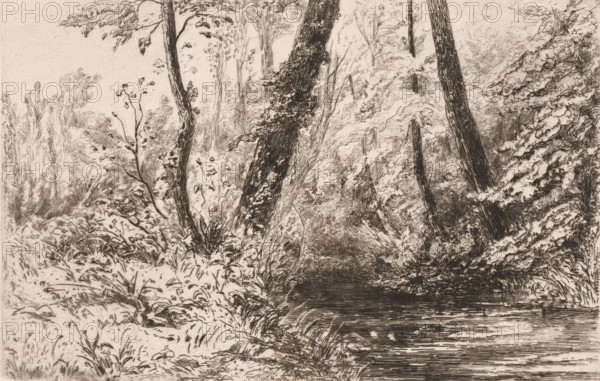 View of the Veules River, Souvenir des cressonnières à Veules en caux, Au bord de la Veule (original title), print, River view in a forest., number: '228', printmaker: Carel Nicolaas Storm van 's-Gravesande, after design by Carel Nicolaas Storm van 's-Gravesande, printer (person): Alfred Cadart, Paris, c. 1873, Carel Nicolaas Storm van 's-Gravesande, Alfred Cadart, printmaker, printer (person), publisher, paper, etching, intaglio printmaking technique, letterpress printing, etching with plate tone and text in letterpress, height 164 mm x width 240 mm, forest, wood, river, Veules (river), A detailed monochrome drawing of a wooded scene showing a foreground bank of vegetation leading to a calm water surface, with tall tree trunks rising at various angles and dense foliage and undergrowth around them, leafy branches and ferns filling the middle and background, textured bark and vine growth on some trunks, and layered shading lines suggesting depth and reflections on the water.