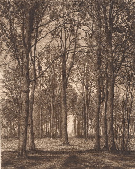 Landscape with trees, print, printmaker: Alfred Elsen, 1878, paper, chine collé, etching, intaglio printmaking technique, roulette, plate tone and roulette on chine collé, height 259 mm x width 210 mm, forest, wood, trees, A densely packed stand of tall trees fills the image, their straight trunks rising from a textured forest floor and extending upward into a network of branches and sparse foliage; the trunks and branches are rendered with fine, crosshatched lines giving a detailed, textured appearance, and the canopy creates a layered pattern against a pale background; areas of shadow and light appear on the ground and trunks, and thinner saplings and underbrush are visible between the larger trees, forming a sense of depth as the rows of trunks recede toward a lighter opening in the distance.