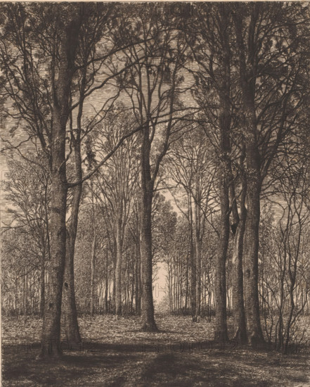 Landscape with trees, print, printmaker: Alfred Elsen, printer (person): Joseph Bouwens, Brussels, 1878, printer (person), paper, etching, intaglio printmaking technique, roulette, plate tone and roulette, height 256 mm x width 210 mm, forest, wood, trees, A densely packed stand of tall trees fills the image, with textured trunks rising from a shaded forest floor and branches extending upward and outward to form a layered canopy; thin twigs and sparse leaves create intricate overlapping patterns against a pale background, and undergrowth and smaller saplings are visible among the larger trunks, while light filters through gaps between branches creating subtle contrasts across the scene.
