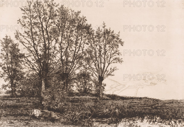 Landscape with four willows and a brook, print, inscription: 'Paysage over quatre ..., 1e Etat', printmaker: Alfred Elsen (signed by artist), 1881, paper, etching, intaglio printmaking technique, etching with plate tone, height 235 mm x width 329 mm, Print is made from a reused plate, thin lines of tree trunks are still visible on the right., landscapes, brook, trees: willow, A sepia-toned line drawing of a cluster of tall, slender trees with detailed branches and sparse leaves standing on a grassy bank beside a calm, reflective body of water, with reeds and vegetation at the water’s edge and a gently sloping landscape extending into the open, lightly sketched background.