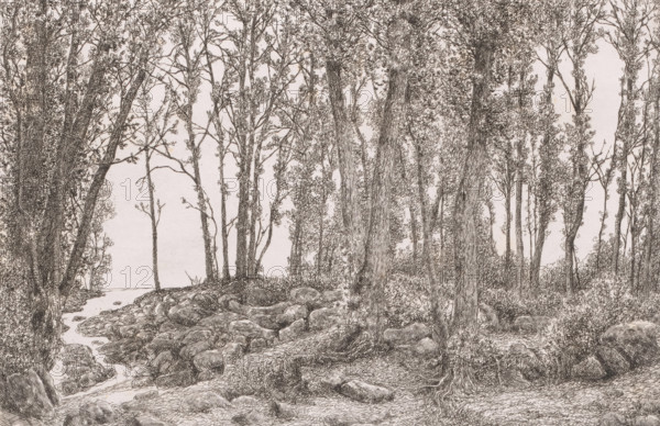 Forest view with a stream on the left, print, inscription: '1e etat unique', printmaker: Alfred Elsen (signed by artist), 1879, paper, etching, height 185 mm x width 281 mm, forest, wood, brook, A detailed pen-and-ink drawing of a forested scene showing many tall, slender trees with textured bark and delicate leafy branches, trunks clustered and overlapping across the composition, understory shrubs and low vegetation at the bases of the trees, a rocky, uneven forest floor with visible roots and scattered stones, and a narrow winding stream or water channel threading through the rocks toward an open light area in the background.