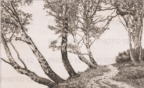 Landscape with birches along a bank, print, inscription: '1e Etat', printmaker: Alfred Elsen (signed by artist), 1860 - 1910, paper, etching, intaglio printmaking technique, etching with plate tone, height 185 mm x width 280 mm, forest path or lane, trees: birch, A detailed pen-and-ink drawing of a group of leaning trees on a sloping ground, with textured trunks showing bark patterns and knots, delicate branches and clusters of small leaves, a narrow footpath winding through leaf-strewn earth, low shrubbery at the base of some trunks, and a mostly clear pale background.