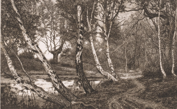 Landscape with birches along a bank, print, inscription: '3e etat unique', printmaker: Alfred Elsen, 1860 - 1910, paper, etching, intaglio printmaking technique, etching with plate tone, height 185 mm x width 280 mm, lake, forest path or lane, trees: birch, A detailed monochrome drawing of a wooded scene with slender birch trunks leaning and standing upright along a calm stream, reflected in the water; dense foliage and undergrowth fill the background, with a winding dirt path visible at the forest edge; branches and leaves form a textured canopy, and the ground shows roots, grass, and shaded areas among the trees.