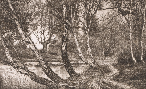 Landscape with birch trees along a bank, print, inscription: '5e etat', printmaker: Alfred Elsen, 1860 - 1910, paper, etching, intaglio printmaking technique, etching with plate tone, height 184 mm x width 280 mm, lake, forest path or lane, trees: birch, A detailed monochrome drawing of a wooded scene showing several slender, pale-barked trees with dark patches leaning toward a still body of water, a narrow earthen path winding along the water’s edge and into the trees, dense undergrowth and foliage filling the background, varied tree trunks and branches crossing the composition, reflected textures in the water, and layered shading and fine linework defining leaves, bark, grass, and the ground.