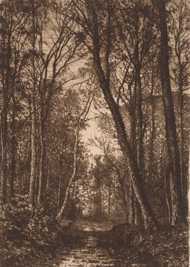 Forest path in autumn, print, mark: 'Antwerpsche Etsers 1880', printmaker: Alfred Elsen, 1860 - 1910, paper, etching, intaglio printmaking technique, etching with plate tone, height 280 mm x width 197 mm, autumn, fall, 'Autumnus', 'Autunno' (Ripa), forest path or lane, A dense stand of tall trees fills the scene, their slender trunks and branching limbs forming a vertical pattern against a lighter background; delicate foliage and small leaves outline many of the branches, while thicker trunks rise more prominently in the foreground; a narrow, winding path or stream runs toward the center, its surface showing subtle reflections and textured markings; understory vegetation and low bushes occupy the lower edges, and the sky visible through the canopy appears as a pale, textured area behind the trees.