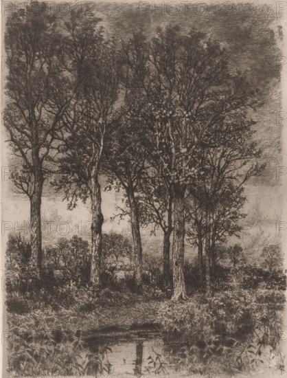 Trees by the water with buildings in the background, print, printmaker: Alfred Elsen, 1860 - 1910, paper, etching, intaglio printmaking technique, etching with plate tone, height 270 mm x width 207 mm, farm or solitary house in landscape, water course, A detailed monochrome drawing of a wooded scene showing tall trees with textured trunks and dense, intricate canopies; the foreground includes underbrush and grasses with a small reflective pool of water, and more trees and foliage recede into the background beneath a heavily crosshatched sky.