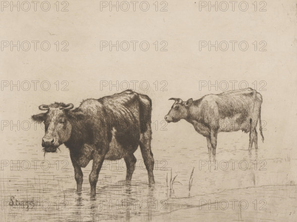 Two cows in a puddle, print, watermark, printmaker: Alphonse Stengelin (signed by artist), printer (person): Charles Wittmann, 1862 - 1910, printer (person), paper, etching, intaglio printmaking technique, height 189 mm x width 250 mm, cow, A monochrome drawing of two cows standing in shallow water, rendered with fine lines and crosshatching; one cow is positioned closer to the viewer with its head turned slightly toward the left and water rippling around its legs, while the other cow stands farther back facing left with a visible udder and a long tail; the ground and water are indicated by horizontal scratch-like marks and sparse tufts of grass, and the background is a plain, textured surface.