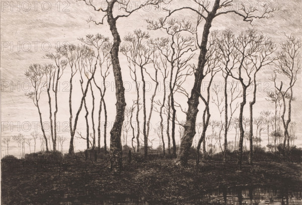 Twilight in winter, print, annotation: 'crépuscule en décembre', printmaker: Jules Guiette, 1862 - 1901, paper, etching, intaglio printmaking technique, height 236 mm x width 319 mm, dusk, evening twilight, deciduous forest, A monochrome drawing of a sparse forest scene with tall, slender trees rising from a dark foreground, many trunks leaning and curving with textured bark lines, and delicate, bare branch clusters at the tops; a lighter sky fills the background with horizontal hatch shading, and reflected linear textures appear near the bottom edge suggesting water or damp ground.