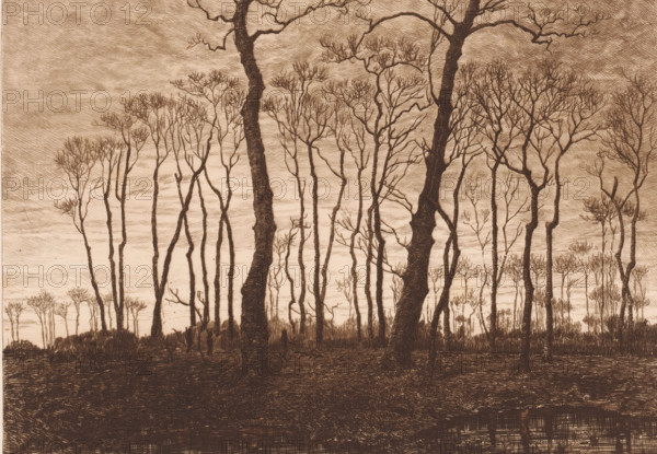 Twilight in winter, print, workshop stamp: 'Antwerpsche Etsers 1880', printmaker: Jules Guiette (signed by artist), 1862 - 1901, paper, etching, drypoint, intaglio printmaking technique, height 241 mm x width 320 mm, dusk, evening twilight, deciduous forest, A sepia-toned scene of tall, slender trees with bare, branching tops standing across a gently sloping ground, two thicker trunks prominent in the foreground with textured bark, finer trunks and twigs filling the middle and background, a sky rendered with horizontal, crosshatched lines, low grasses and underbrush at the base of the trees, and a darker, heavily textured foreground area that contrasts with the lighter sky.