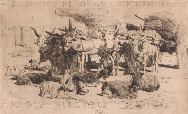 Wagons hitched to oxen and mules, print, printmaker: Armand Heins, 1866 - 1910, paper, etching, intaglio printmaking technique, etching with plate tone, height 193 mm x width 315 mm, goat, horses and kindred animals, two-wheeled, animal-drawn vehicle, ox, A sepia-toned sketch showing a group of cattle standing and lying on the ground inside a shaded structure, with several oxen at the center facing forward and others reclining in the foreground, all rendered with crosshatched ink lines and varied shading; wooden beams and stacked objects form a darker background on the right while lighter, sparsely sketched space appears on the left, and the ground beneath the animals shows scattered linework and subtle texture.
