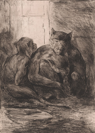 Three monkeys, print, inscription: '1e état. 1st epreuve', printmaker: Armand Heins, 1866 - 1910, paper, etching, intaglio printmaking technique, etching with plate tone, height 345 mm x width 250 mm, monkeys, apes, Three ape-like figures sit closely together in a dim interior, their fur rendered with dense, crosshatched lines; one faces slightly left with a visible back and shoulder, another leans forward with a bowed head and curved back, and the third looks outward with a solemn face and pointed ears. Behind them a light rectangular window or panel contrasts with darker, heavily hatched walls. The floor beneath them shows swirling, horizontal scratch marks and varied shading, while the overall scene is monochromatic with strong linear textures defining forms and shadows.