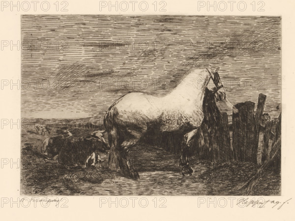 Landscape with horse and three cows, print, printmaker: Karel Theodoor Hippert, after design by Alfred Verwee, 1849 - 1910, paper, etching, intaglio printmaking technique, etching with plate tone, height 239 mm x width 322 mm, landscapes, cow, horses and kindred animals, A detailed monochrome etching shows a large horse standing in profile with a long flowing mane and tail, positioned near a rough wooden fence. The horse has visible musculature and textured shading on its body and legs, with a bridle on its head. In the foreground near the horse's hindquarters, there are several resting cows with varied shading and curled forms. The background features a wide, horizontally lined sky with crosshatched cloud-like areas and a distant low horizon. The ground beneath the animals is textured with fine lines and patches of darker shading, and a section of broken wooden posts and planks stands beside the horse.