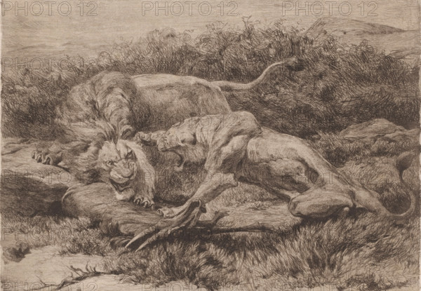 Two lions fighting over an antelope, print, annotation: '1st proof', printmaker: Eugène Van Hove (signed by artist), 1879 - 1910, paper, etching, intaglio printmaking technique, height 222 mm x width 303 mm, beasts of prey, predatory animals: lion, hoofed animals: antelope, A detailed monochrome etching shows two large big cats lying on the ground amid grasses and low bushes; one cat is on its side with a prominent flowing mane and a snarling facial expression, the other is positioned with muscles and limbs tensed and its mouth open as if vocalizing or lunging; their paws and claws are visible, and the scene includes textured rocks and tufts of grass in the foreground with dense, sketchy shrubbery and a distant low horizon in the background.