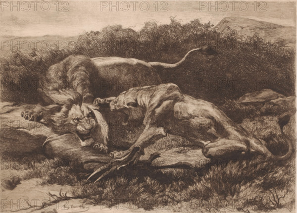 Two lions fighting over an antelope, print, printmaker: Eugène Van Hove (signed by artist), 1879 - 1910, paper, etching, intaglio printmaking technique, height 222 mm x width 303 mm, beasts of prey, predatory animals: lion, hoofed animals: antelope, Two large felines lie on the ground among tufts of grass and low bushes, their bodies intertwined; one shows a mane and a snarling face with bared teeth, the other has a smoother, elongated form and an open mouth as if growling or roaring. The scene is rendered in fine, textured lines with dense shading creating fur, muscles, and contours, and a rounded tail extends across the darker shrubbery behind them. Rocky ground and scattered vegetation sit beneath the animals, while the background shows rolling hills and a textured sky above.