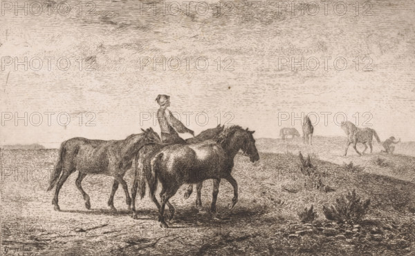 Man leading three horses through a meadow, print, printmaker: Lambert Jacquelart, 1830 - 1910, paper, etching, intaglio printmaking technique, drypoint, height 179 mm x width 277 mm, taming of wild horses, A monochrome etching showing a flat landscape with a wide sky filled with horizontal hatch marks and wispy cloud textures, several horses walking across the foreground with detailed fur and musculature, a standing human figure among the horses facing sideways, distant horses grazing near the horizon, a small crouching figure at the right edge, and low vegetation and textured ground in the foreground.