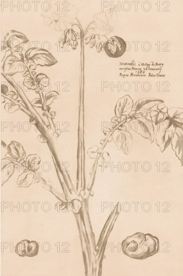 Flowering potato plant, print, annotation: 'Taratoufli à Philipp de Siury, acceptum Viennae 26 Januarij, 1588, Papas Peruänum Petri Ciecae', Belgium, 1830 - 1910, printmaker, paper, etching, intaglio printmaking technique, height 347 mm x width 231 mm, Print after the earliest known representation of a potato plant: a watercolor with a note by Carolus Clusius., potatoes, plants cultivated for their edible roots or tubers, eg potato, turnip, A detailed pencil drawing of a tall plant with a central stem and branching stalks bearing leaves, buds, and blossoms, showing textured veins and shading on the leaves and stems, small clustered buds along the branches, a few fully opened flowers near the top with visible petals, and two separate rounded tuber-like objects depicted near the bottom, all rendered on a plain background.