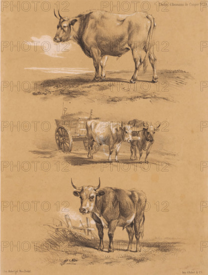 Three studies of oxen and ox cart, Animal studies by Cooper, Études d'Animaux de Cooper, print, Series number, 54, printmaker: Pierre Frédéric Lehnert, printer (person): Aubert & Cie., Paris, publisher: Aubert & Cie., 1838 - 1840, Pierre Frédéric Lehnert, Aubert & Cie., printmaker, printer (person), publisher, paper, tone lithography, height 359 mm x width 273 mm, (farm) wagon, freight wagon, cart, ox, A vertical tan paper sheet with three charcoal sketches of cows and a cart, the top sketch showing a standing cow facing left with visible horns and shadowing on the ground, the middle area featuring a wooden two-wheeled cart partially obscured by two yoke-connected cows seen from the front and three-quarter view, and the lower portion depicting a larger cow facing forward with detailed shading, visible grassy ground and a broken fence segment behind it.