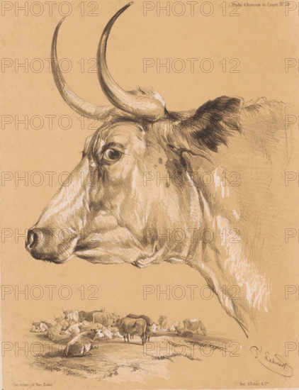 Study of a bovine animal, Animal studies by Cooper, Études d'Animaux de Cooper, print, Series number, 29, printmaker: Pierre Frédéric Lehnert, printer (person): Aubert & Cie., Paris, publisher: Aubert & Cie., 1838 - 1840, Pierre Frédéric Lehnert, Aubert & Cie., printmaker, printer (person), publisher, paper, tone lithography, height 359 mm x width 278 mm, bull, A large detailed charcoal and white chalk drawing of a cow's head in profile fills the upper portion of the image, showing textured horns curving upward, a visible eye with surrounding shading, a snout with nostril and detailed muscle and skin folds, and a shaded ear with darker fur. Below and toward the bottom left there is a pastoral scene of multiple cows resting and standing on grassy ground, with varied poses and shading indicating depth. The background is a plain warm-toned paper, and there are subtle highlights and sketch marks throughout the composition.