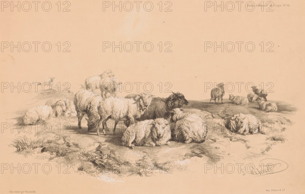 Study of a flock of sheep, Animal studies by Cooper, Études d'Animaux de Cooper, print, Series number, 24, printmaker: Pierre Frédéric Lehnert, printer (person): Aubert & Cie., Paris, publisher: Aubert & Cie., 1838 - 1840, Pierre Frédéric Lehnert, Aubert & Cie., printmaker, printer (person), publisher, paper, tone lithography, height 239 mm x width 330 mm, sheep, herd, flock, A group of sheep is depicted resting and standing on a gently undulating grassy terrain, drawn in fine pencil or charcoal lines on a light tan background. Several sheep lie curled or stretched out in the foreground with textured wool and relaxed expressions, while others stand nearby with heads lowered to graze or turned to the side. In the midground a darker-haired sheep contrasts with the lighter fleeces around it, and a few more sheep are scattered farther back on small rises. The ground shows sketched grass, clumps of vegetation, and subtle shadows, and there are faint smudges and sketch marks across the paper...