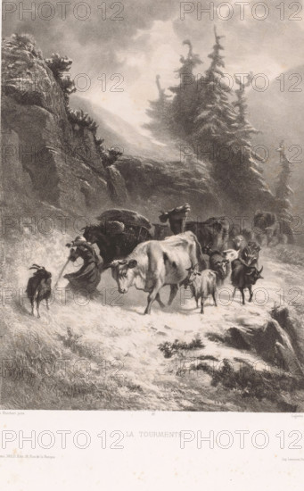 Cattlewoman with herd in a storm, La tourmente, Swiss artists, Les artistes suisses, print, Series number, 22, printmaker: Albert Lugardon, after painting by Charles Humbert, printer (person): Joseph Rose Lemercier, Paris, publisher: Wild, 1852 - 1860, printer (person), paper, chine collé, lithography, lithography with planing technique on chine collé, height 568 mm x width 399 mm, cattle driving, cattle driver, storm, A monochrome scene shows a herd of animals walking along a snowy, uneven path between rocky cliffs and tall, windblown evergreen trees, with low clouds overhead; the animals include several cows and smaller goats interspersed, a laden pack animal with visible harness and bags, and a figure bent forward near the pack appearing to hold a rope, while the foreground and path are textured with snow and tufts of grass and the rocky terrain slopes away at the edges.