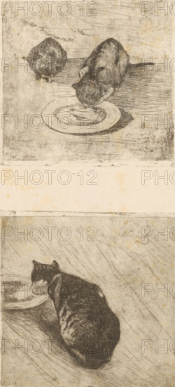 Print with two cats, one drinking from a plate and a print with a drinking cat, Two kittens, Milk-drinking cat (original title), print, Two prints on one sheet., printmaker: Willem de Zwart, c. 1885, paper, etching, intaglio printmaking technique, Two prints on an uncut sheet, height 127 mm x width 129 mm, cat, A vertical sketch sheet showing two separate etching scenes of cats near shallow dishes, both rendered in dark, crosshatched lines on a light, aged paper background. In the upper scene two small cats are positioned around a round dish, one facing directly toward the dish with its head lowered as if drinking and the other curled with its head tucked down nearby; the dish sits on a horizontal surface indicated by short, parallel strokes and a smudged shadow beside it. A wide, blank band of lighter paper separates the two scenes. In the lower scene a larger cat is shown in profile, curled with its body facing away and its head turned to the side to drink from a shallow plate placed...